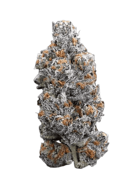 Fatso Strain