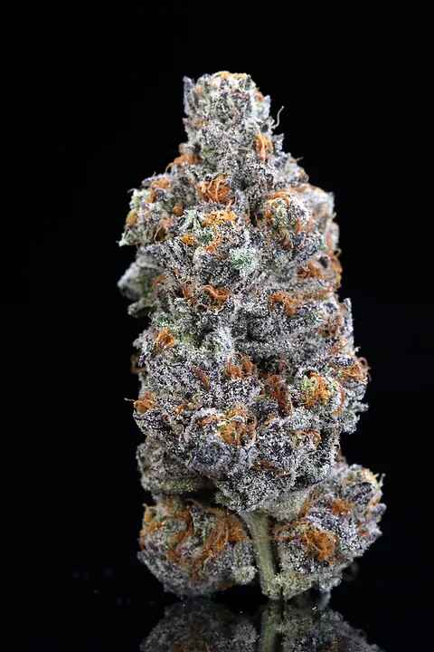 blue zushi strain
