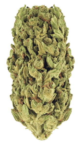 Jokerz Strain